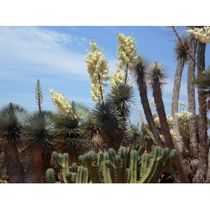 Juka vláknitá (Yucca filifera) - výška 20-30 cm, kont. C9L (-15°C)